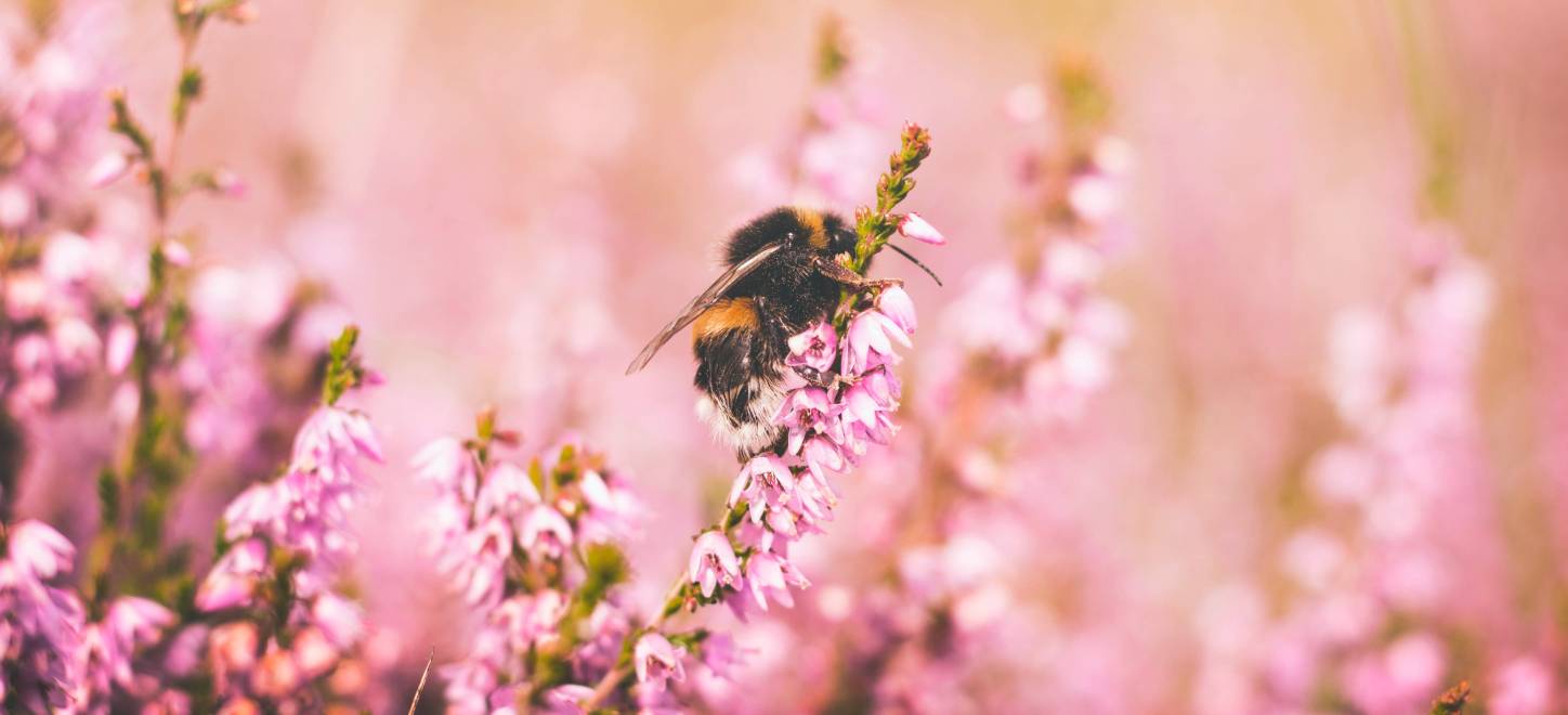 A bee collecting pollen in a field of pink flowers.
