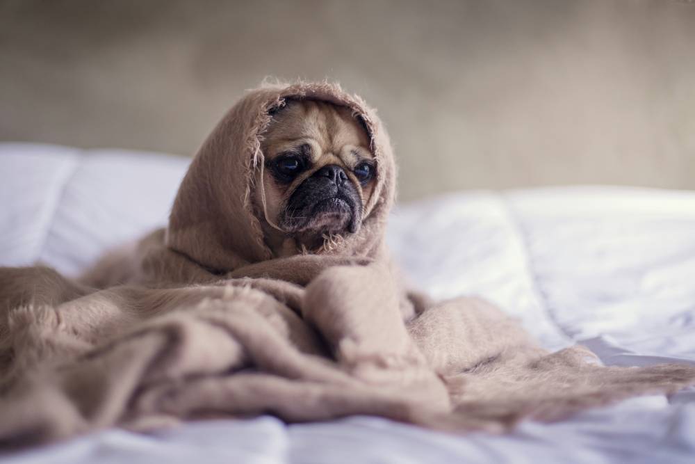 A small pug wrapped in a blanket.