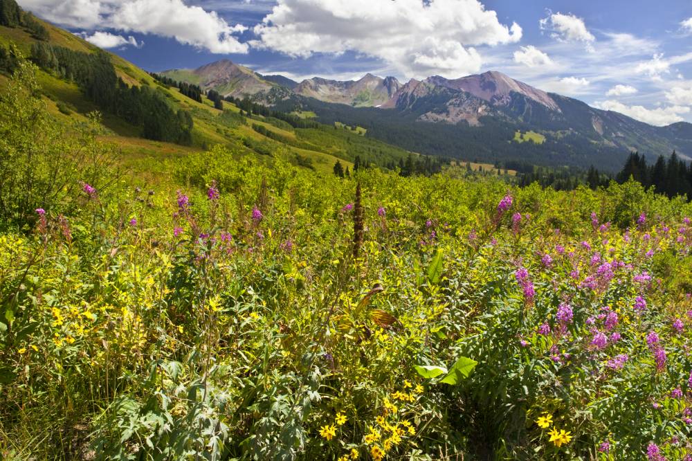Featured image of post Colorado Wildflower Field Guide - A guide to 520 wildflowers, ferns, shrubs, and trees of the colorado rocky mountains.