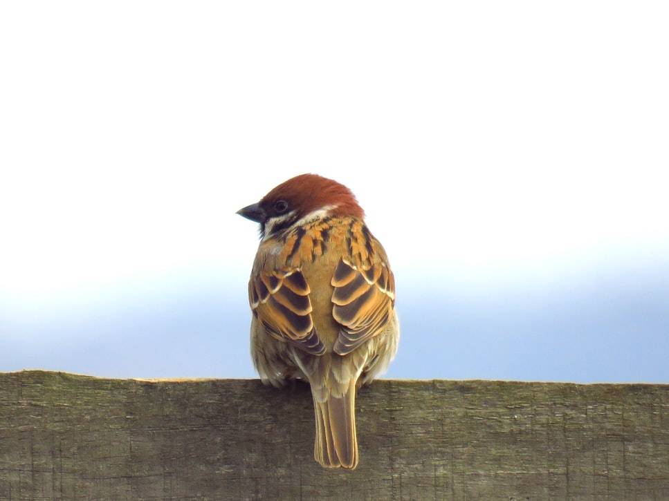 A bird sits on a fence.