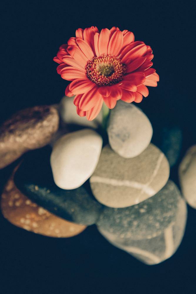 smooth rocks and a red flower