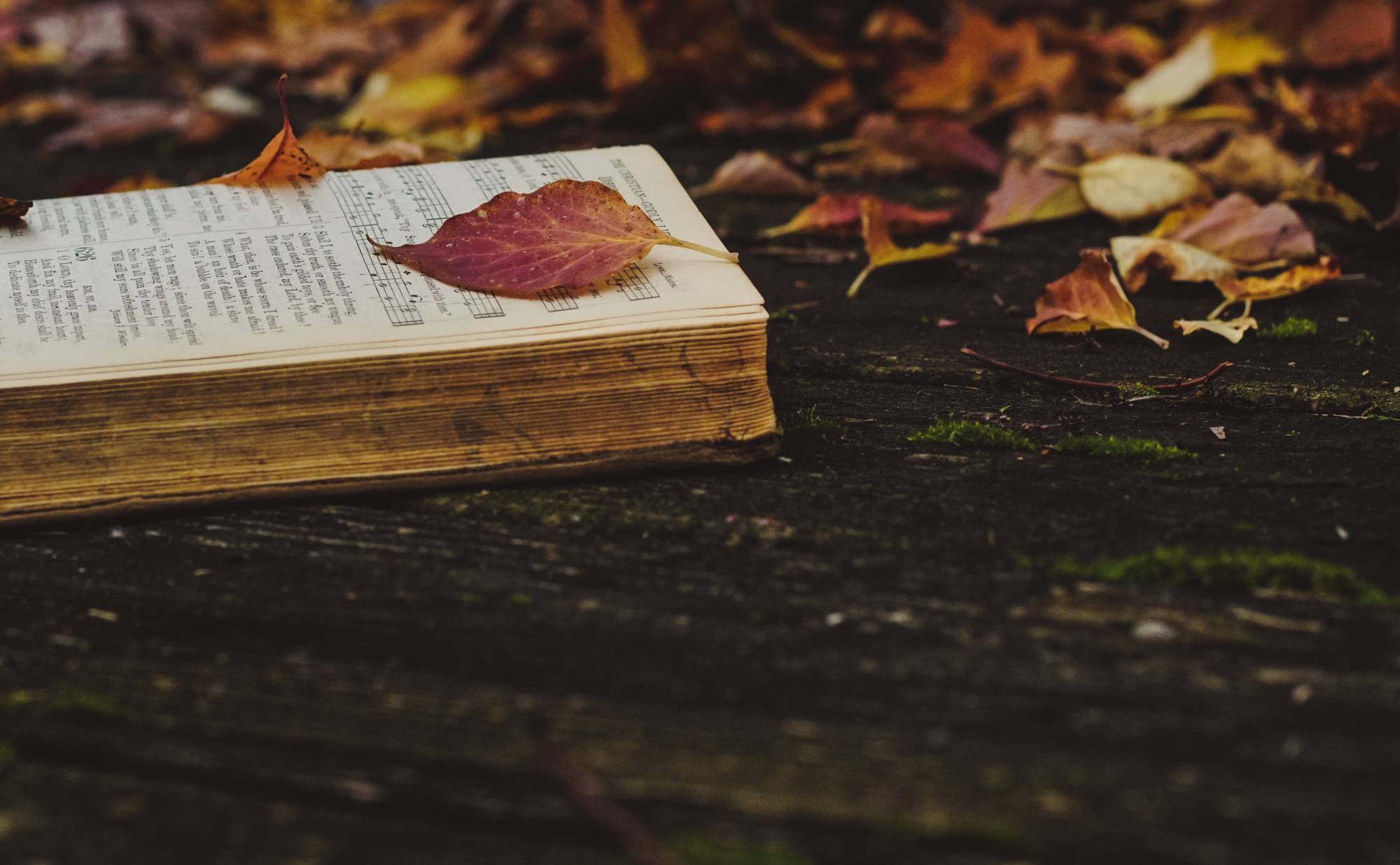 A worn chapter book on the ground covered in fall leaves.