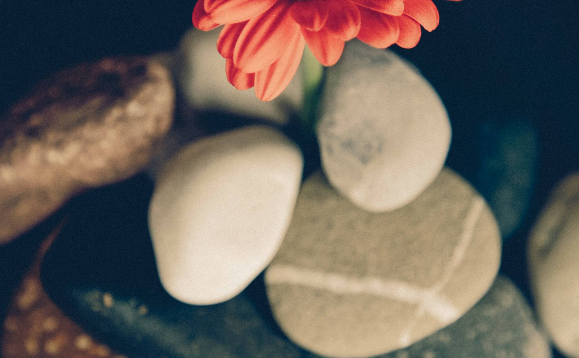 smooth rocks and a red flower