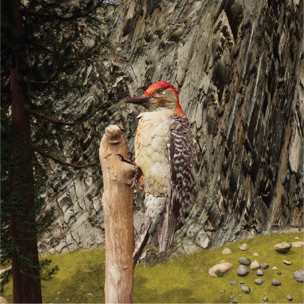 woodpecker