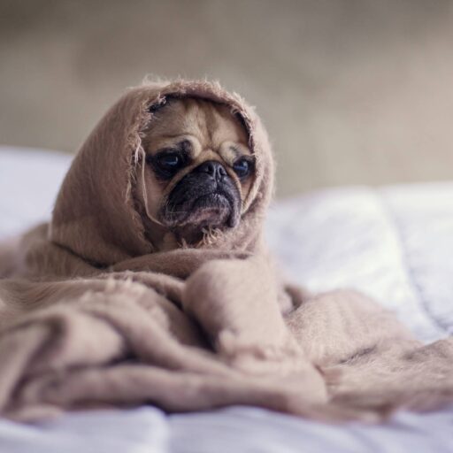 Perro en manta